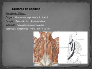 Eretores da espinha
Porção do Tórax:
Origem: Processos espinhosos T11 a L2 ;
Função: Extensão da coluna vertebral;
Inserção: Processos espinhosos das
Torácicas superiores (varia de 4 a 8).

 