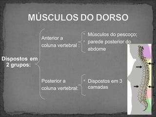  Músculos do pescoço;

Anterior a
 parede posterior do
coluna vertebral :
abdome

Dispostos em
2 grupos:
 Dispostos em 3
Posterior a
camadas
coluna vertebral:

 