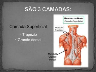 Camada Superficial
 Trapézio
 Grande dorsal

Músculo
Grande
dorsal

 