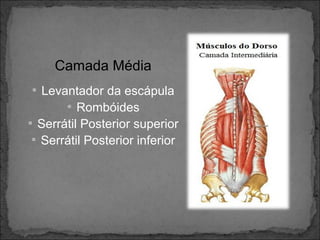 Camada Média
 Levantador da escápula
 Rombóides
 Serrátil Posterior superior
 Serrátil Posterior inferior

 