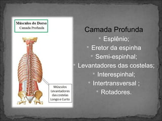 Camada Profunda
 Esplênio;
 Eretor da espinha
 Semi-espinhal;
 Levantadores das costelas;
 Interespinhal;
 Intertransversal ;
 Rotadores.

 