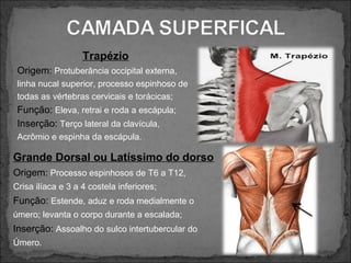 Trapézio
Origem: Protuberância occipital externa,
linha nucal superior, processo espinhoso de
todas as vértebras cervicais e torácicas;

Função: Eleva, retrai e roda a escápula;
Inserção: Terço lateral da clavícula,
Acrômio e espinha da escápula.

Grande Dorsal ou Latíssimo do dorso
Origem: Processo espinhosos de T6 a T12,
Crisa ilíaca e 3 a 4 costela inferiores;

Função: Estende, aduz e roda medialmente o
úmero; levanta o corpo durante a escalada;

Inserção: Assoalho do sulco intertubercular do
Úmero.

 