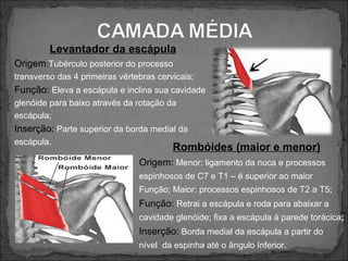 Levantador da escápula
Origem:Tubérculo posterior do processo
transverso das 4 primeiras vértebras cervicais;

Função: Eleva a escápula e inclina sua cavidade
glenóide para baixo através da rotação da
escápula;

Inserção: Parte superior da borda medial da
escápula.

Rombóides (maior e menor)
Origem: Menor: ligamento da nuca e processos
espinhosos de C7 e T1 – é superior ao maior
Função; Maior: processos espinhosos de T2 a T5;

Função: Retrai a escápula e roda para abaixar a
cavidade glenóide; fixa a escápula à parede torácica;

Inserção: Borda medial da escápula a partir do
nível da espinha até o ângulo Inferior.

 