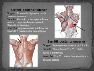 Serrátil posterior inferior
Origem: Através de digitações nas 9
primeiras costelas;
Função: Abdução da escapula e fixa-a
junto ao corpo, auxilia na inspiração
elevando as costelas;
Inserção: Angulo superior e inferior da
escapula e borda medial da escapula.

Serrátil posterior superior
Origem: Processos espinhosos de C6 a T3;
Função: Elevação da 2 ª a 5ª costelas,
auxilia a expiração;

Inserção: 2ª a 5ª costelas lateralmente aos
ângulos costais.

 