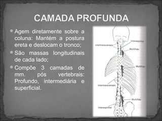 Interespinhal
Inserção Superior: Processo espinhoso da
vértebra superior ;

Inserção Inferior: Processo espinhoso da
vérte...