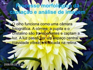 Processo morfológico da
captação e análise de imagem

   O olho funciona como uma câmara
    fotográfica. A córnea, a pupila e o
    cristalino são transparentes e captam a
    luz. A luz passa por um espaço central
    (cavidade vítrea) e é focada na retina.
 
