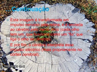 …Continuação
 Esta imagem é transformada em
  impulso nervoso pela retina, e é enviada
  ao cérebro pelo nervo ótico (cada olho
  tem um, que funciona como um “fio” que
  liga o olho ao cérebro).
 E por fim, o cérebro interpreta esse
  impulso eléctrico (mais propriamente no
  córtex cerebral).
 