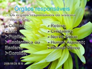 Órgãos responsáveis
 