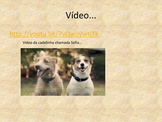 Vídeo...
http://youtu.be/7vQwoywtjTk
Vídeo da cadelinha chamada Sofia...

 