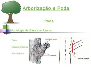 Arborização e Poda
Poda
Morfologia da Base dos Ramos:
Colar
Crista da Casca
Fossa Basal
 
