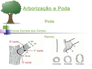 Arborização e Poda
Poda
Forma Correta dos Cortes:
Ramos:
 