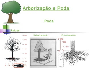 Arborização e Poda
Poda
Raízes:
Rebaixamento Encurtamento
 
