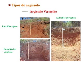 Argissolo Vermelho
Tipos de argissolo
Eutrófico abrúptico
Eutroférrico
câmbico
Eutrófico típico
 
