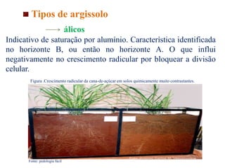 Tipos de argissolo
álicos
Indicativo de saturação por alumínio. Característica identificada
no horizonte B, ou então no horizonte A. O que influi
negativamente no crescimento radicular por bloquear a divisão
celular.
Figura .Crescimento radicular da cana-de-açúcar em solos quimicamente muito contrastantes.
Fonte: pedologia fácil
 