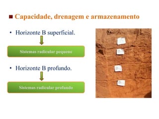 • Horizonte B superficial.
• Horizonte B profundo.
Sistemas radicular pequeno
Sistemas radicular profundo
Capacidade, drenagem e armazenamento
 