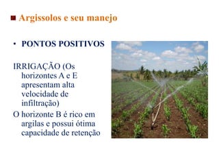 • PONTOS POSITIVOS
IRRIGAÇÃO (Os
horizontes A e E
apresentam alta
velocidade de
infiltração)
O horizonte B é rico em
argilas e possui ótima
capacidade de retenção
Argissolos e seu manejo
 