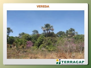 VEREDA 