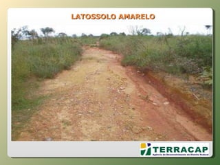 LATOSSOLO AMARELO 