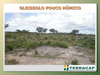 GLEISSOLO POUCO HÚMICO 