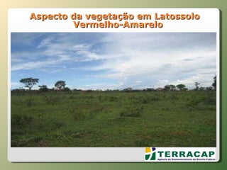 Aspecto da vegetação em Latossolo Vermelho-Amarelo 