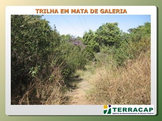 TRILHA EM MATA DE GALERIA 