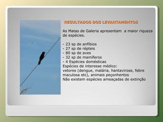 RESULTADOS DOS LEVANTAMENTOS As Matas de Galeria apresentam  a maior riqueza de espécies. - 23 sp de anfíbios - 27 sp de répteis - 80 sp de aves - 32 sp de mamíferos - 4 Espécies domésticas  Espécies de interesse médico: vetores (dengue, malária, hantavirose, febre maculosa etc), animais peçonhentos Não existem espécies ameaçadas de extinção  