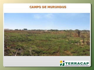 CAMPO DE MURUNDUS  