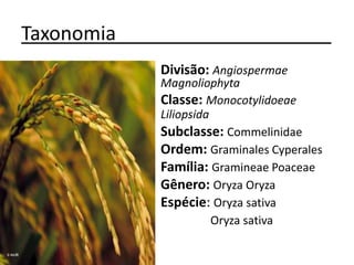 Taxonomia____________________
• Divisão: Angiospermae
Magnoliophyta
• Classe: Monocotylidoeae
Liliopsida
• Subclasse: Commelinidae
• Ordem: Graminales Cyperales
• Família: Gramineae Poaceae
• Gênero: Oryza Oryza
• Espécie: Oryza sativa
Oryza sativa
 