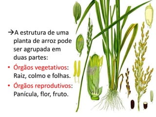 A estrutura de uma
planta de arroz pode
ser agrupada em
duas partes:
• Órgãos vegetativos:
Raiz, colmo e folhas.
• Órgãos reprodutivos:
Panícula, flor, fruto.
 