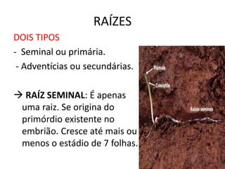 RAÍZES
DOIS TIPOS
- Seminal ou primária.
- Adventícias ou secundárias.
 RAÍZ SEMINAL: É apenas
uma raiz. Se origina do
primórdio existente no
embrião. Cresce até mais ou
menos o estádio de 7 folhas.
 