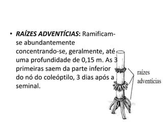 • RAÍZES ADVENTÍCIAS: Ramificam-
se abundantemente
concentrando-se, geralmente, até
uma profundidade de 0,15 m. As 3
primeiras saem da parte inferior
do nó do coleóptilo, 3 dias após a
seminal.
 