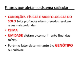 Fatores que afetam o sistema radicular___
• CONDIÇÕES FÍSICAS E MORFOLOGICAS DO
SOLO Solos profundos e bem drenados resultam
raízes mais profundas.
• CLIMA
• UMIDADE afetam o comprimento final das
raízes.
• Porém o fator determinante é o GENÓTIPO
ou cultivar.
 