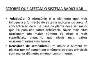 FATORES QUE AFETAM O SISTEMA RADICULAR__
• Adubação: O nitrogênio é o elemento que mais
influencia a formação do sistema radicular do arroz. A
concentração de N na base da planta deve ser maior
que 1% para não sofrer deficiência. Níveis mais altos
ocasionam um maior número de eixos e mais
superficiais, enquanto que níveis mais baixos
ocasionam raízes mais longas.
• Densidade de semeadura: Um maior o número de
plantas por m² aumentam o número de eixos principais
com menor diâmetro e menor comprimento.
 