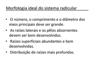Morfologia ideal do sistema radicular_____
• O número, o comprimento e o diâmetro dos
eixos principais deve ser grande.
• As raízes laterais e os pêlos absorventes
devem ser bem desenvolvidos.
• Raízes superficiais abundantes e bem
desenvolvidas.
• Distribuição de raízes mais profundas.
 