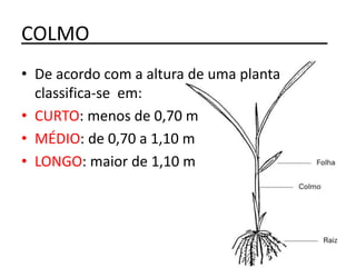 COLMO______________________
• De acordo com a altura de uma planta
classifica-se em:
• CURTO: menos de 0,70 m
• MÉDIO: de 0,70 a 1,10 m
• LONGO: maior de 1,10 m
 
