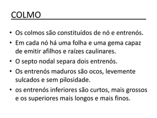 COLMO______________________
• Os colmos são constituídos de nó e entrenós.
• Em cada nó há uma folha e uma gema capaz
de emitir afilhos e raízes caulinares.
• O septo nodal separa dois entrenós.
• Os entrenós maduros são ocos, levemente
sulcados e sem pilosidade.
• os entrenós inferiores são curtos, mais grossos
e os superiores mais longos e mais finos.
 