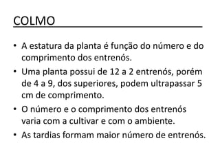 COLMO______________________
• A estatura da planta é função do número e do
comprimento dos entrenós.
• Uma planta possui de 12 a 2 entrenós, porém
de 4 a 9, dos superiores, podem ultrapassar 5
cm de comprimento.
• O número e o comprimento dos entrenós
varia com a cultivar e com o ambiente.
• As tardias formam maior número de entrenós.
 