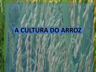 A CULTURA DO ARROZ
 
