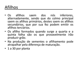 Afilhos_______________________
• Os afilhos saem dos nós inferiores,
alternadamente, sendo que do colmo principal
saem os afilhos primários, destes saem os afilhos
secundários, que por sua fez podem emitir os
afilhos terciários.
• Os afilho formados quando surge a quarta e a
quinta folha são os que provavelmente irão
produzir grão.
• Na produção de sementes o afilhamento pode
atrapalhar pela diferença de maturação.
• 1 a 30 por planta
 