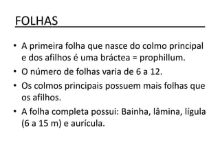 FOLHAS______________________
• A primeira folha que nasce do colmo principal
e dos afilhos é uma bráctea = prophillum.
• O número de folhas varia de 6 a 12.
• Os colmos principais possuem mais folhas que
os afilhos.
• A folha completa possui: Bainha, lâmina, lígula
(6 a 15 m) e aurícula.
 