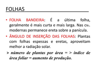 FOLHAS______________________
• FOLHA BANDEIRA: É a última folha,
geralmente é mais curta e mais larga. Nas cvs.
modernas permanece ereta sobre a panícula.
• ÂNGULO DE INSERÇÃO DAS FOLHAS: Plantas
com folhas espessas e eretas, aproveitam
melhor a radiação solar.
> número de plantas por área = > índice de
área foliar = aumento de produção.
 