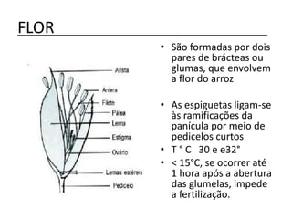 FLOR________________________
• São formadas por dois
pares de brácteas ou
glumas, que envolvem
a flor do arroz
• As espiguetas ligam-se
às ramificações da
panícula por meio de
pedicelos curtos
• T ° C 30 e e32°
• < 15°C, se ocorrer até
1 hora após a abertura
das glumelas, impede
a fertilização.
 