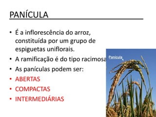 PANÍCULA____________________
• É a inflorescência do arroz,
constituída por um grupo de
espiguetas uniflorais.
• A ramificação é do tipo racimosa.
• As panículas podem ser:
• ABERTAS
• COMPACTAS
• INTERMEDIÁRIAS
 