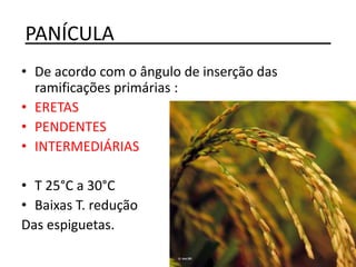 PANÍCULA____________________
• De acordo com o ângulo de inserção das
ramificações primárias :
• ERETAS
• PENDENTES
• INTERMEDIÁRIAS
• T 25°C a 30°C
• Baixas T. redução
Das espiguetas.
 