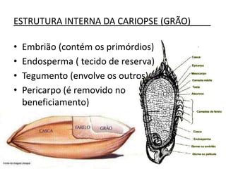 ESTRUTURA INTERNA DA CARIOPSE (GRÃO)____
• Embrião (contém os primórdios)
• Endosperma ( tecido de reserva)
• Tegumento (envolve os outros)
• Pericarpo (é removido no
beneficiamento)
 