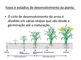 Fases e estádios de desenvolvimento da planta_
• O ciclo de desenvolvimento do arroz é
dividido em várias etapas que vão desde a
germinação até a maturação.
 