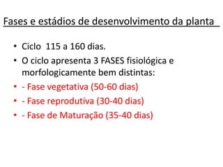 Fases e estádios de desenvolvimento da planta_
• Ciclo 115 a 160 dias.
• O ciclo apresenta 3 FASES fisiológica e
morfologicamente bem distintas:
• - Fase vegetativa (50-60 dias)
• - Fase reprodutiva (30-40 dias)
• - Fase de Maturação (35-40 dias)
 