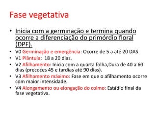 Fase vegetativa
• Inicia com a germinação e termina quando
ocorre a diferenciação do primórdio floral
(DPF).
• V0 Germinação e emergência: Ocorre de 5 a até 20 DAS
• V1 Plântula: 18 a 20 dias.
• V2 Afilhamento: Inicia com a quarta folha,Dura de 40 a 60
dias (precoces 45 e tardias até 90 dias).
• V3 Afilhamento máximo: Fase em que o afilhamento ocorre
com maior intensidade.
• V4 Alongamento ou elongação do colmo: Estádio final da
fase vegetativa.
 