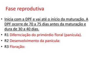 Fase reprodutiva
• Inicia com a DPF e vai até o início da maturação. A
DPF ocorre de 70 a 75 dias antes da maturação e
dura de 30 a 40 dias.
• R1 Difernciação do primórdio floral (panícula).
• R2 Desenvolvimento da panícula:
• R3 Floração:
 