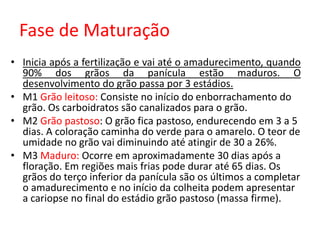 Fase de Maturação
• Inicia após a fertilização e vai até o amadurecimento, quando
90% dos grãos da panícula estão maduros. O
desenvolvimento do grão passa por 3 estádios.
• M1 Grão leitoso: Consiste no início do enborrachamento do
grão. Os carboidratos são canalizados para o grão.
• M2 Grão pastoso: O grão fica pastoso, endurecendo em 3 a 5
dias. A coloração caminha do verde para o amarelo. O teor de
umidade no grão vai diminuindo até atingir de 30 a 26%.
• M3 Maduro: Ocorre em aproximadamente 30 dias após a
floração. Em regiões mais frias pode durar até 65 dias. Os
grãos do terço inferior da panícula são os últimos a completar
o amadurecimento e no início da colheita podem apresentar
a cariopse no final do estádio grão pastoso (massa firme).
 